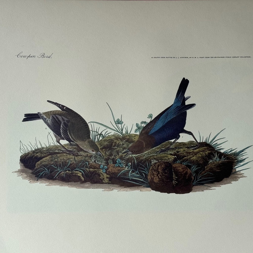 4 Audubon Bird Prints